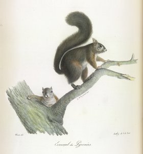Écureuil des Pyrénées, tiré de Histoire Naturelle des Mammifères - French School