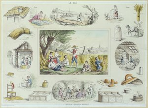 Illustration éducative du maïs, c.1860-70