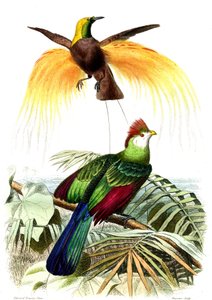 Oiseaux exotiques : le petit paradis émeraude et le Touraco Pauline