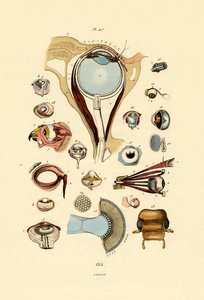 Yeux - French School