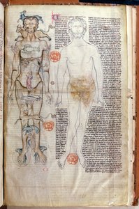 F.116v La relation entre le corps humain et les signes du zodiaque, d