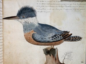 Femelle de Martin-pêcheur à collier (Megaceryle torquata), Elizabeth Bay, Détroit de Magellan, aquarelle du Voyage de M. De Beauchesne, capitaine de la Compagnie royale de la Mer du Sud, de 1698 à 1701, France