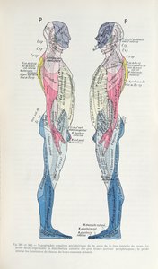 Fig. 381 & 382 Le système nerveux, de la Sémiologie des Affections du Système Nerveux par J. Dejerine, 1914 - French School
