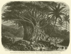 Figuier colossal dans la baie Anna-Maria, à Nouka-Hiva, Océanie (gravure)