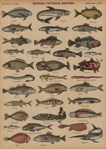 Poissons