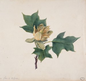 Fleur de Tulipier