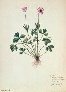Fol.1275 Géranium - French School