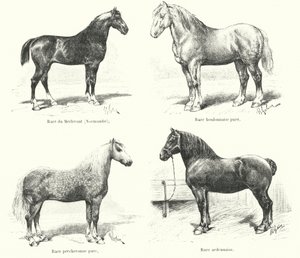 Quatre races de chevaux français : Merlerault, Boulonnaise, Percheronne, Ardennaise - French School