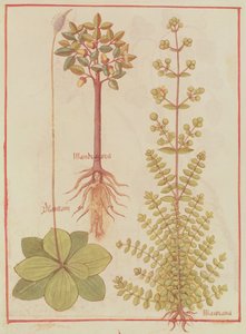 Fr 12322 f.180v Plantain, marjolaine et mandragore, du Livre des Simples Médecines, c.1520-30