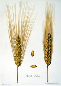 Illustration française du 19e siècle d