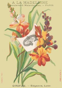 Giroflée - Élégance, Luxe