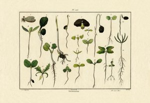 Germination - French School