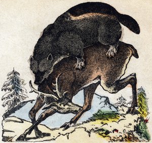 Glouton. Gravure dans « Alphabet des animaux sauvages ». 9e Série. Imagerie d