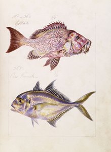 Gollah etc., vers 1850 - French School