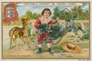 Lévrier et Caniche