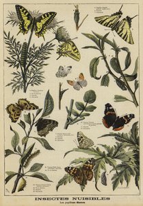 Papillons nuisibles
