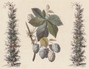 Houblon pour la fabrication de la bière - French School