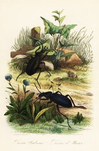 Grands carabes violets, Carabus scabrosus - French School