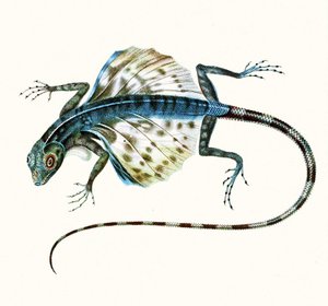 Illustration du lézard volant - Draco Volans 1831 (gravure en couleur) - French School