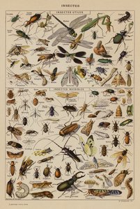 Insectes - French School
