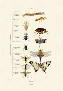 Insectes, 1833-39