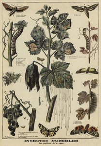 Insectes nuisibles aux vignes