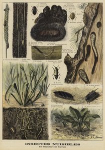 Insectes qui détruisent les vêtements en fourrure - French School