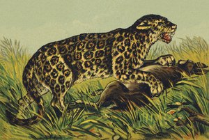 J comme Jaguar
