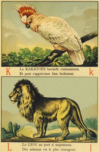 K comme Kakatoes et L comme Lion