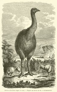 Kiwis et Dinormis ingens ou moa (gravure) - French School