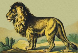 L comme Lion