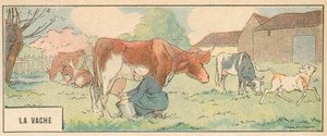La Vache