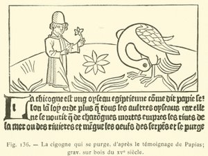 La cigogne qui se purge - French School