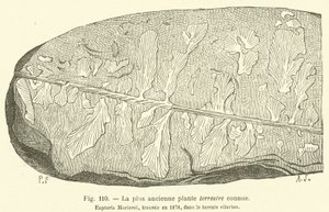 La plus ancienne plante terrestre connue (engraving)