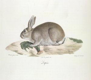 Lapin, de Histoire Naturelle des Mammifères