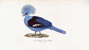 Le Colombi-Hocco mâle