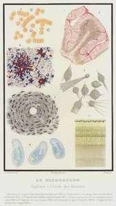Le Microscope, Appliqué à l