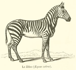 Le Zèbre, Equus zebra