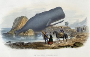 Le physale cylindrique (baleine échouée) - dans « Le monde de la mer » par Alfred Fredol, Hachette, Paris - French School
