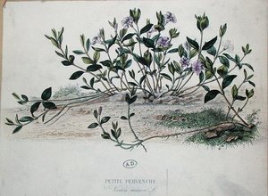 Petite pervenche ou Vinca minor