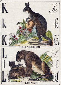 Lettre K L; K Kangourou; L Lionne. Gravure dans "Alphabet des animaux sauvages". 9e Série. Imagerie d
