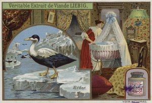 Carte Liebig représentant un eider