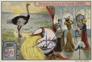 Carte Liebig représentant des oiseaux - French School