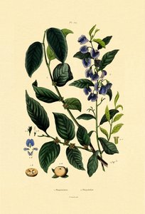 Prunier de lotus, 1833-39