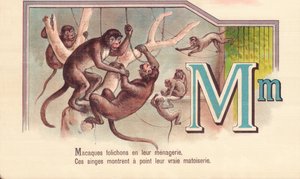 M : Macaques feuillets dans leur ménagerie, ces singes montrent leur vraie matoiserie - French School