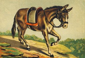M comme Mulet