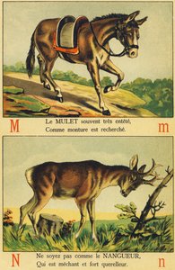 M comme Mulet et N comme Nangueur