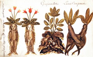 Mandragore, gingembre, Luna Campana - French School