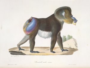 Mandrill, mâle, vieux. Un vieux mandrill, de Histoire Naturelle des Mammifères