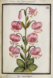 Lys martagon, c.1700